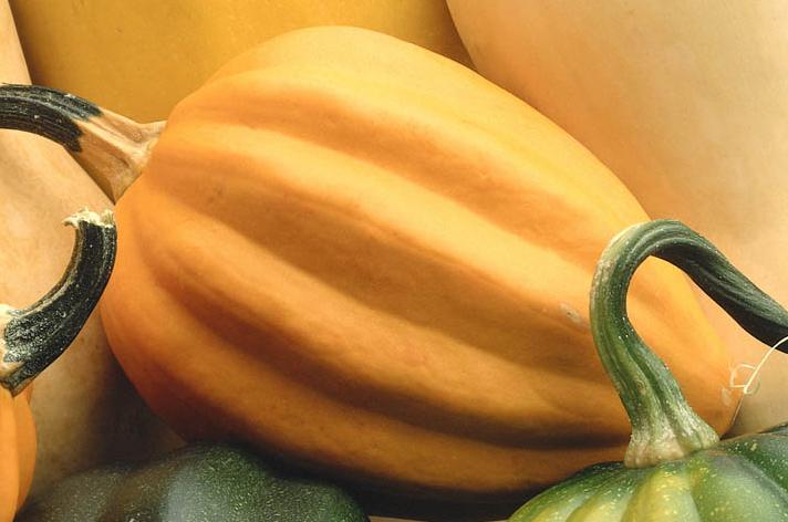 Yellow Acorn Squash